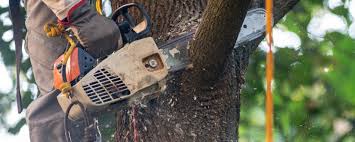 Best Firewood Processing and Delivery  in Lake Camelot, WI