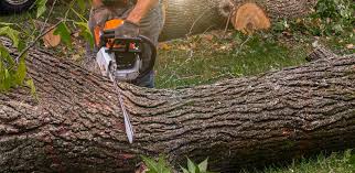 How Our Tree Care Process Works  in  Lake Camelot, WI