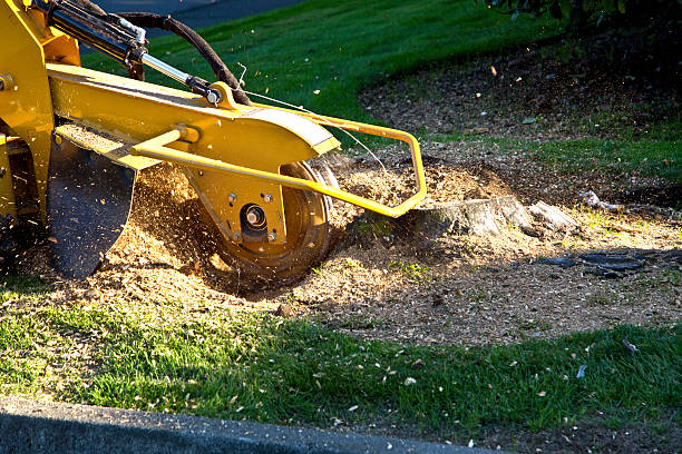 Best Tree Cabling and Bracing  in Lake Camelot, WI